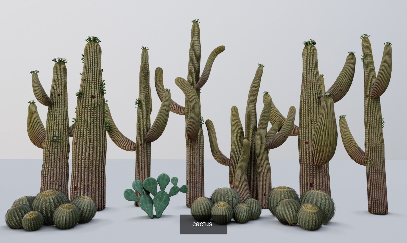 tropical Trees - Game Ready 3D Model Collection_5