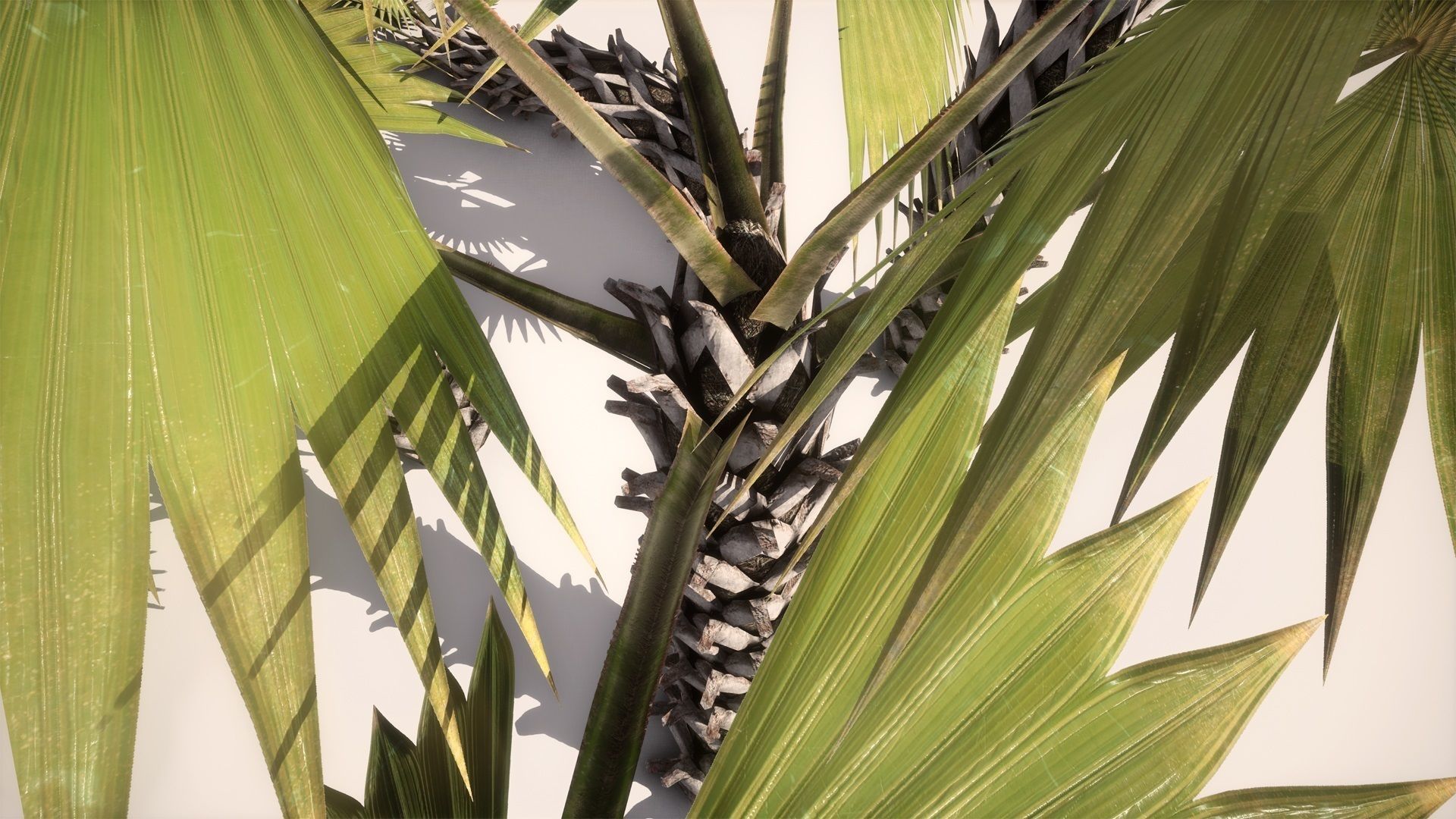 tropical Trees - Game Ready 3D Model Collection_12