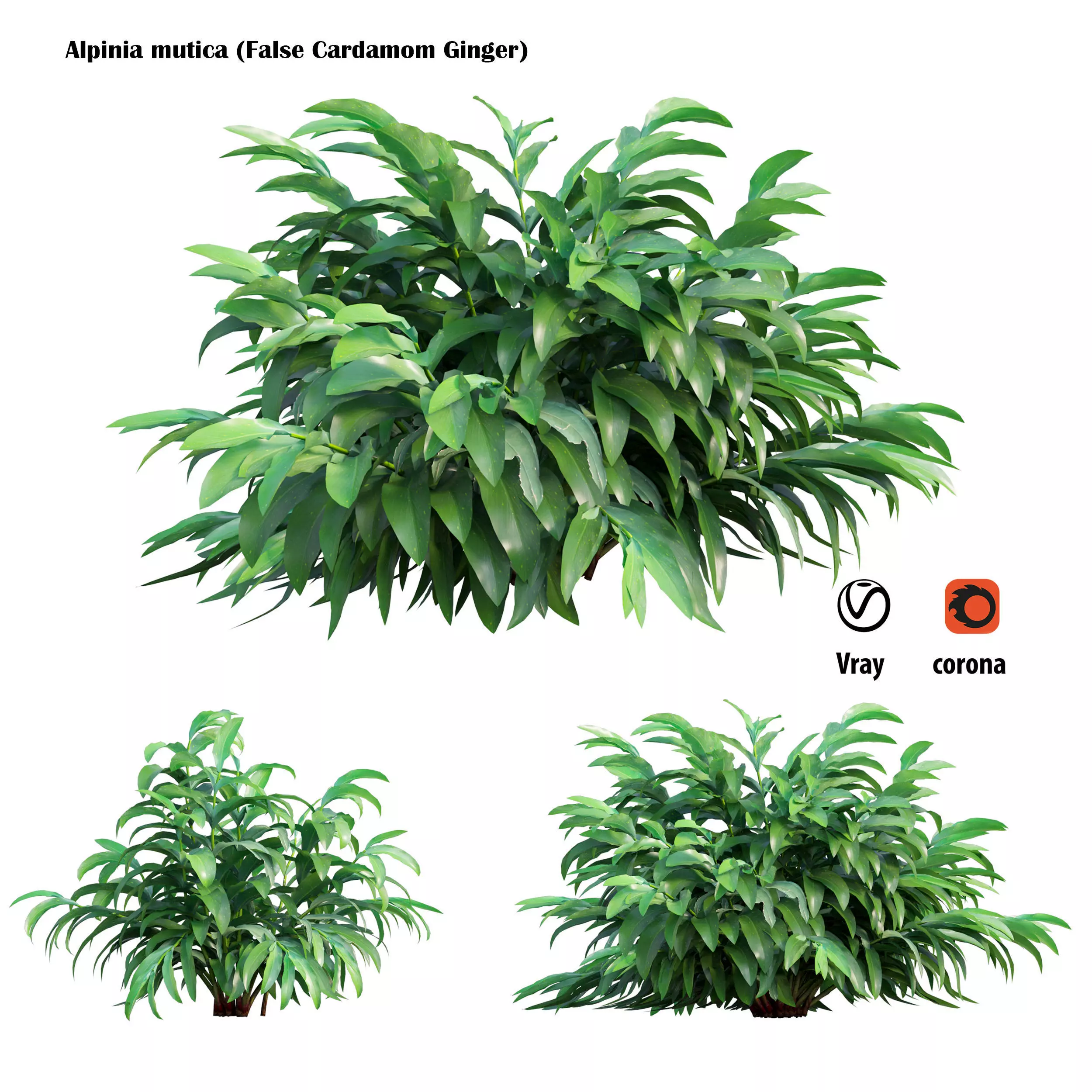 Alpinia mutica Low-poly 3D model