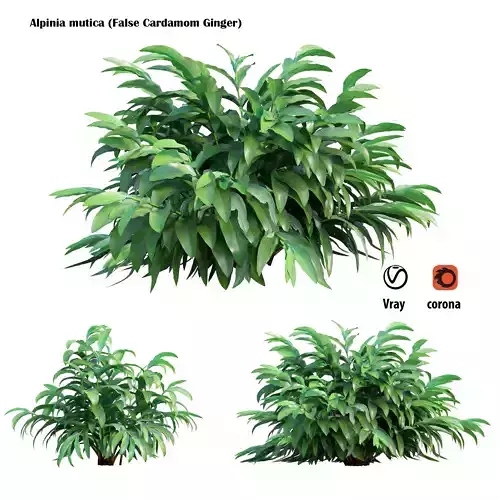 Alpinia mutica Low-poly 3D model