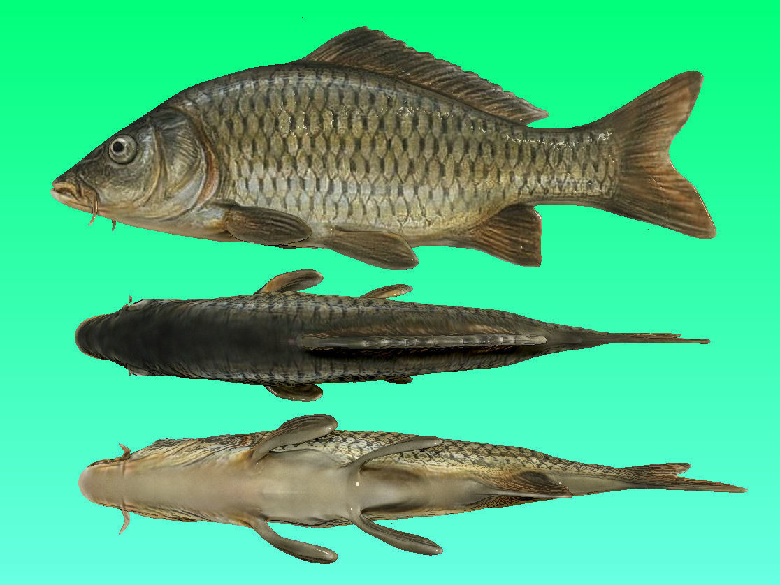 River Fish Collection  Low-poly 3D model_6