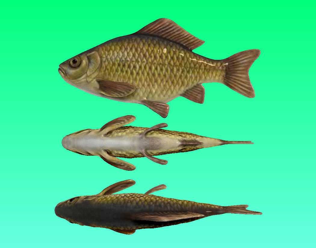 River Fish Collection  Low-poly 3D model_16