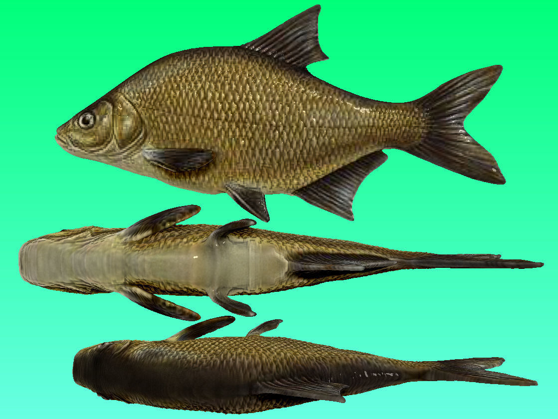 River Fish Collection  Low-poly 3D model_8