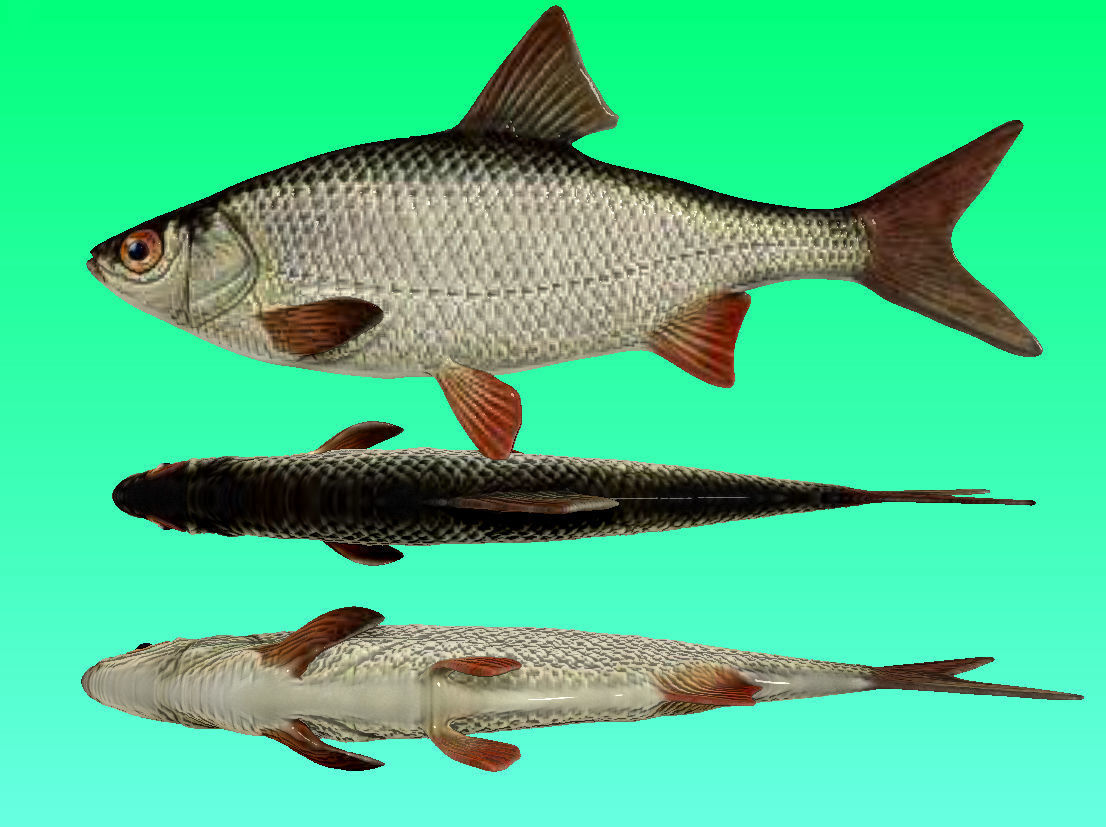 River Fish Collection  Low-poly 3D model_14