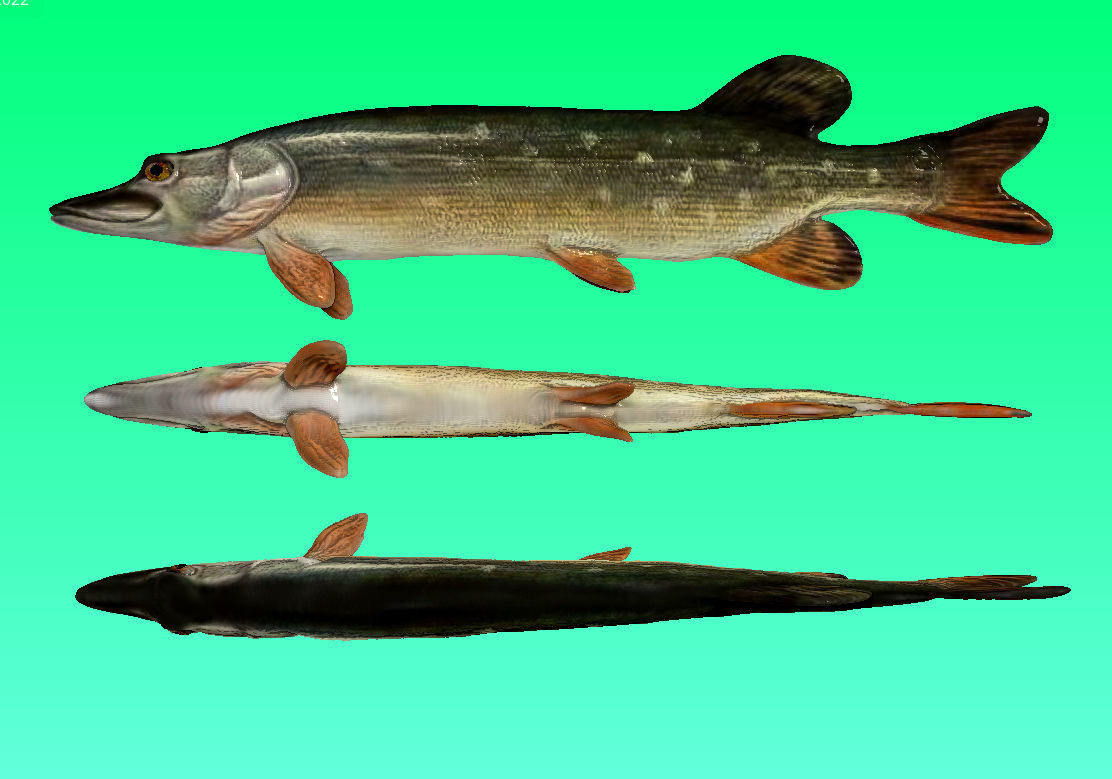 River Fish Collection  Low-poly 3D model_12