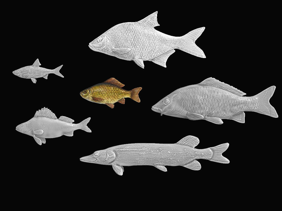 River Fish Collection  Low-poly 3D model_2