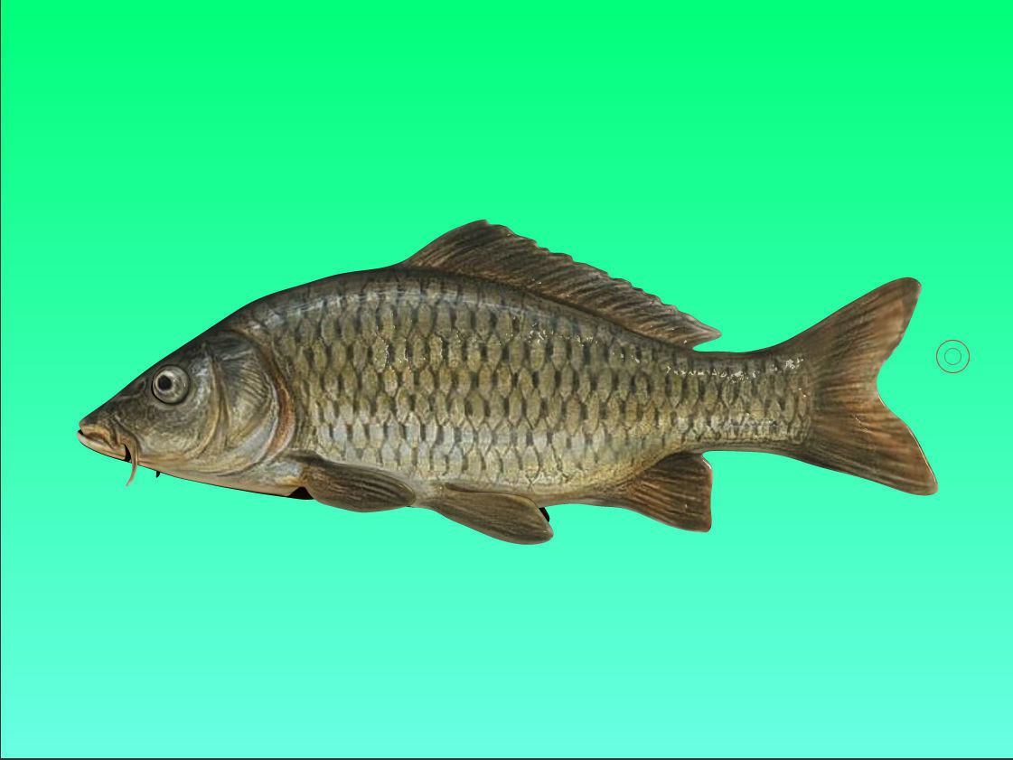 River Fish Collection  Low-poly 3D model_5