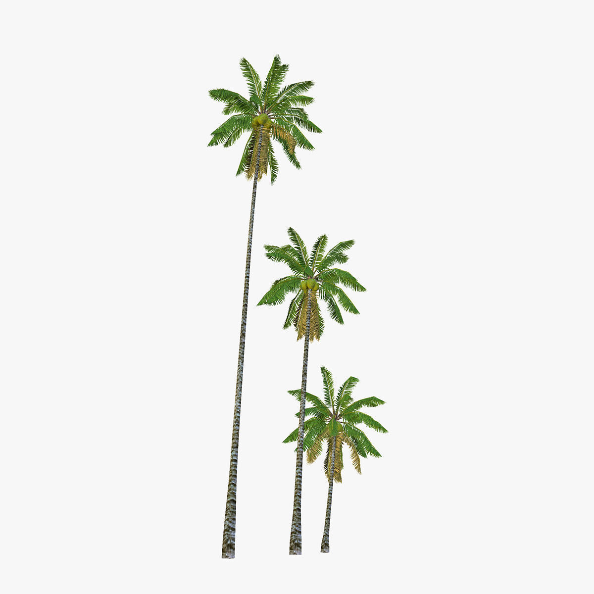 Coconut palm tree Collection - Low Poly Low-poly 3D model_4