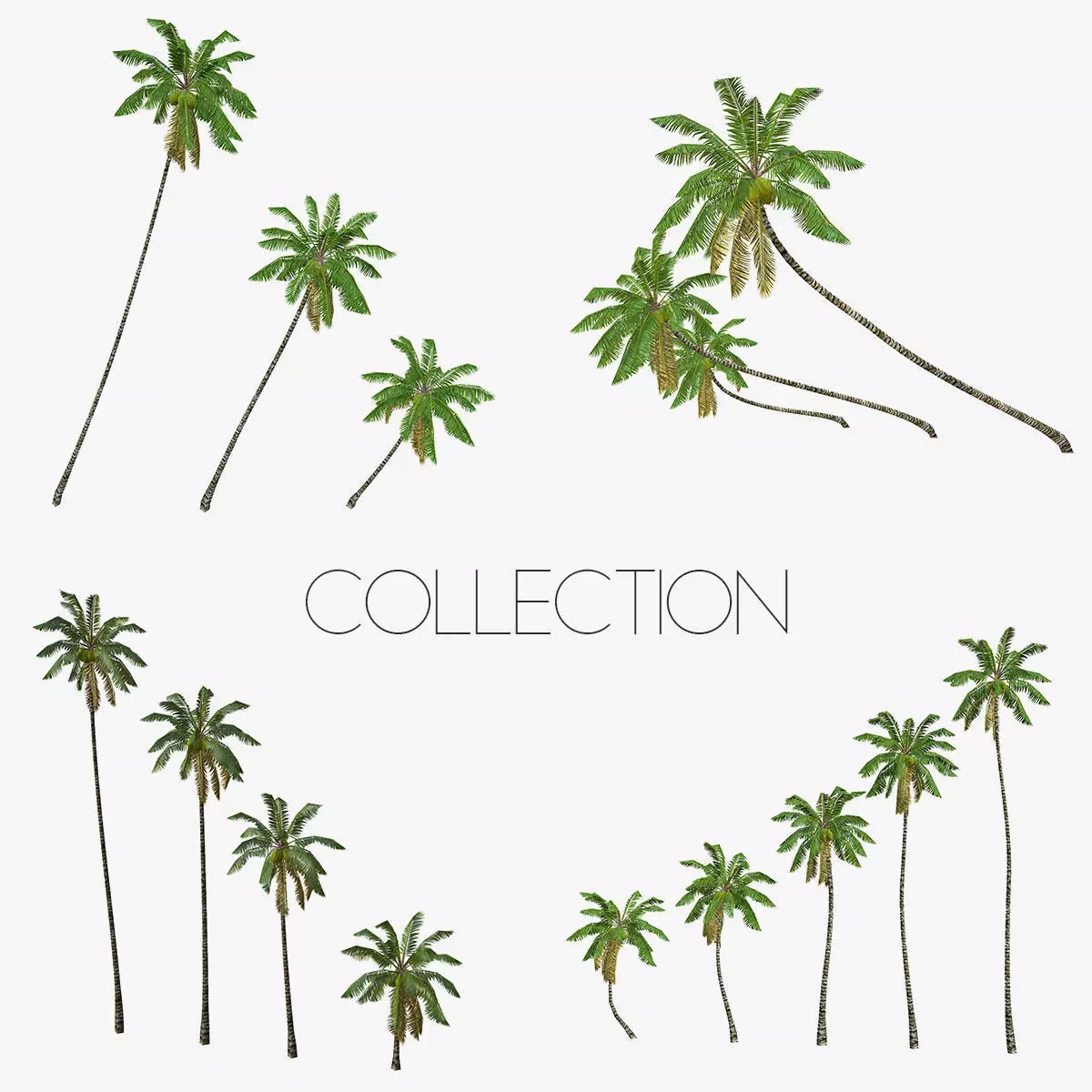 Coconut palm tree Collection - Low Poly Low-poly 3D model_0