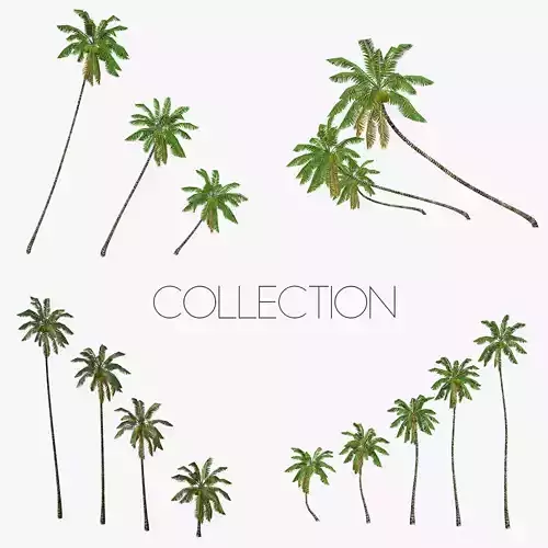 Coconut palm tree Collection - Low Poly Low-poly 3D model
