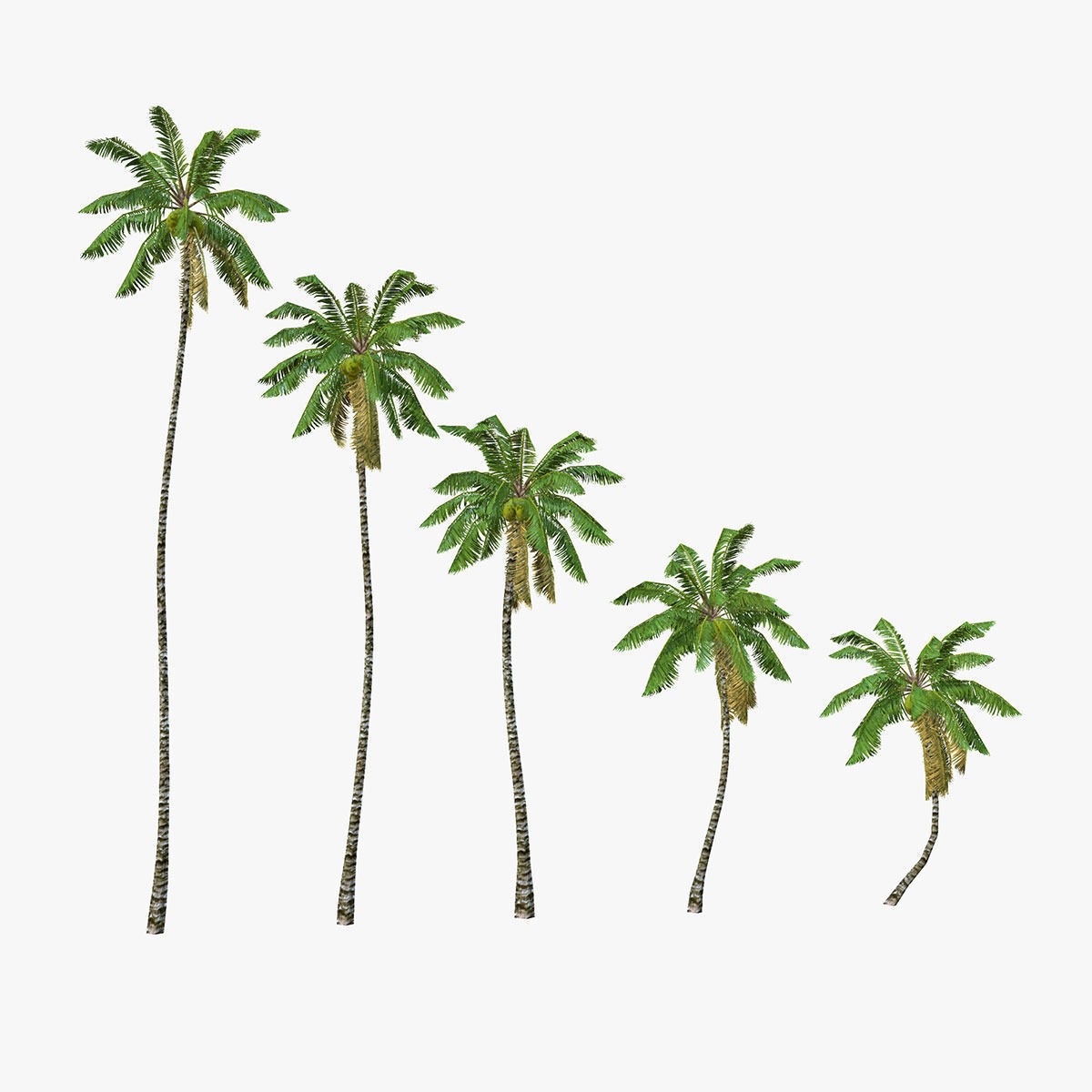 Coconut palm tree Collection - Low Poly Low-poly 3D model_8