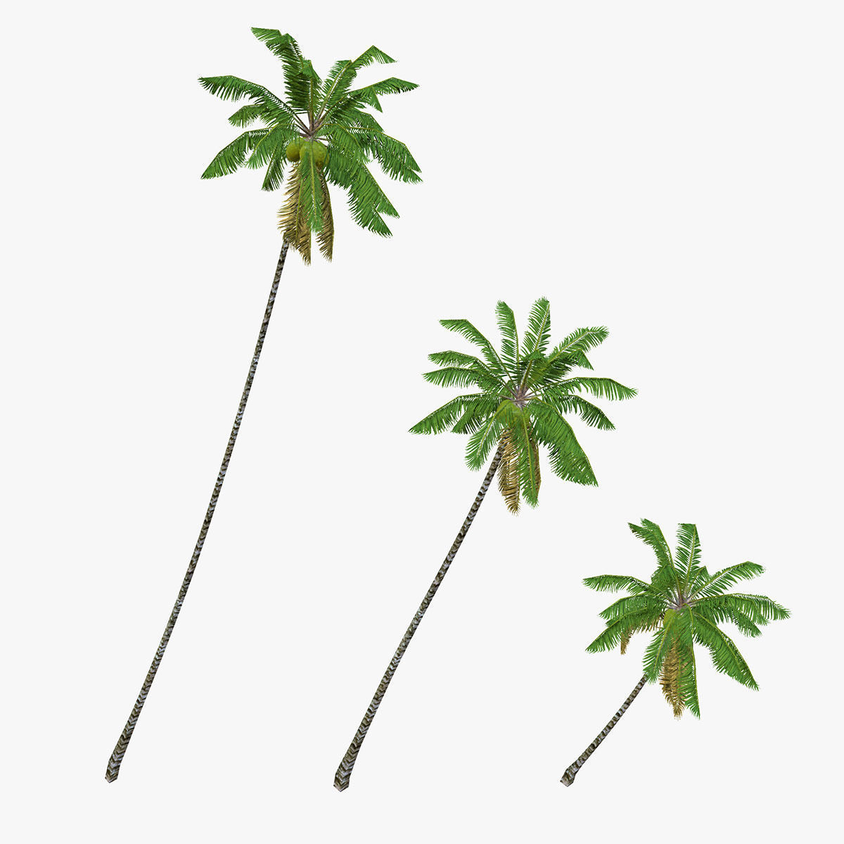 Coconut palm tree Collection - Low Poly Low-poly 3D model_2