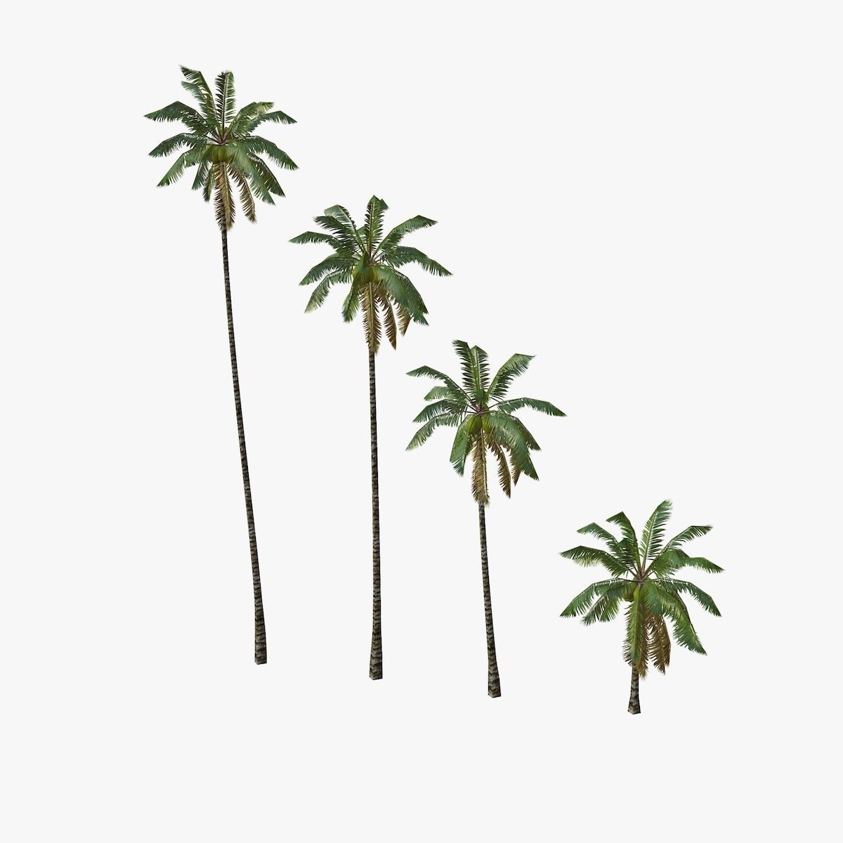 Coconut palm tree Collection - Low Poly Low-poly 3D model_10