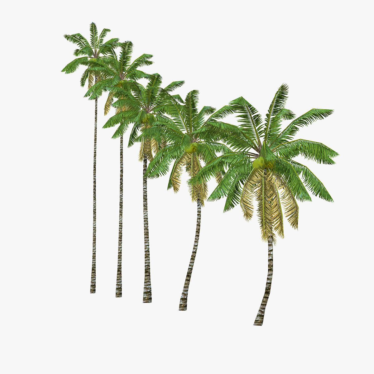 Coconut palm tree Collection - Low Poly Low-poly 3D model_14