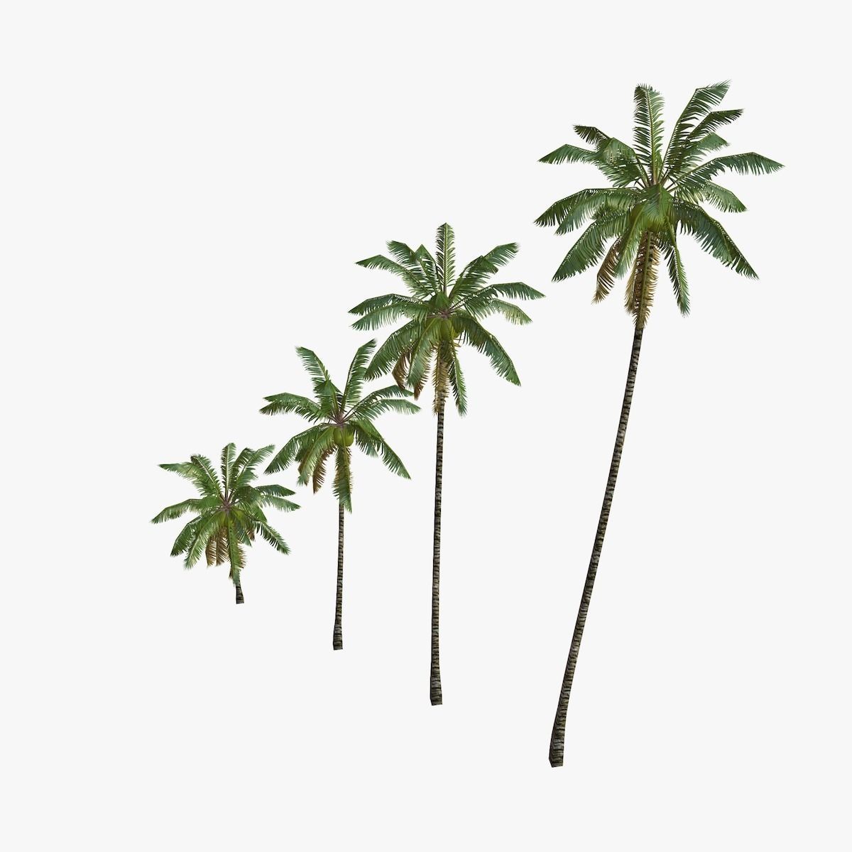 Coconut palm tree Collection - Low Poly Low-poly 3D model_12