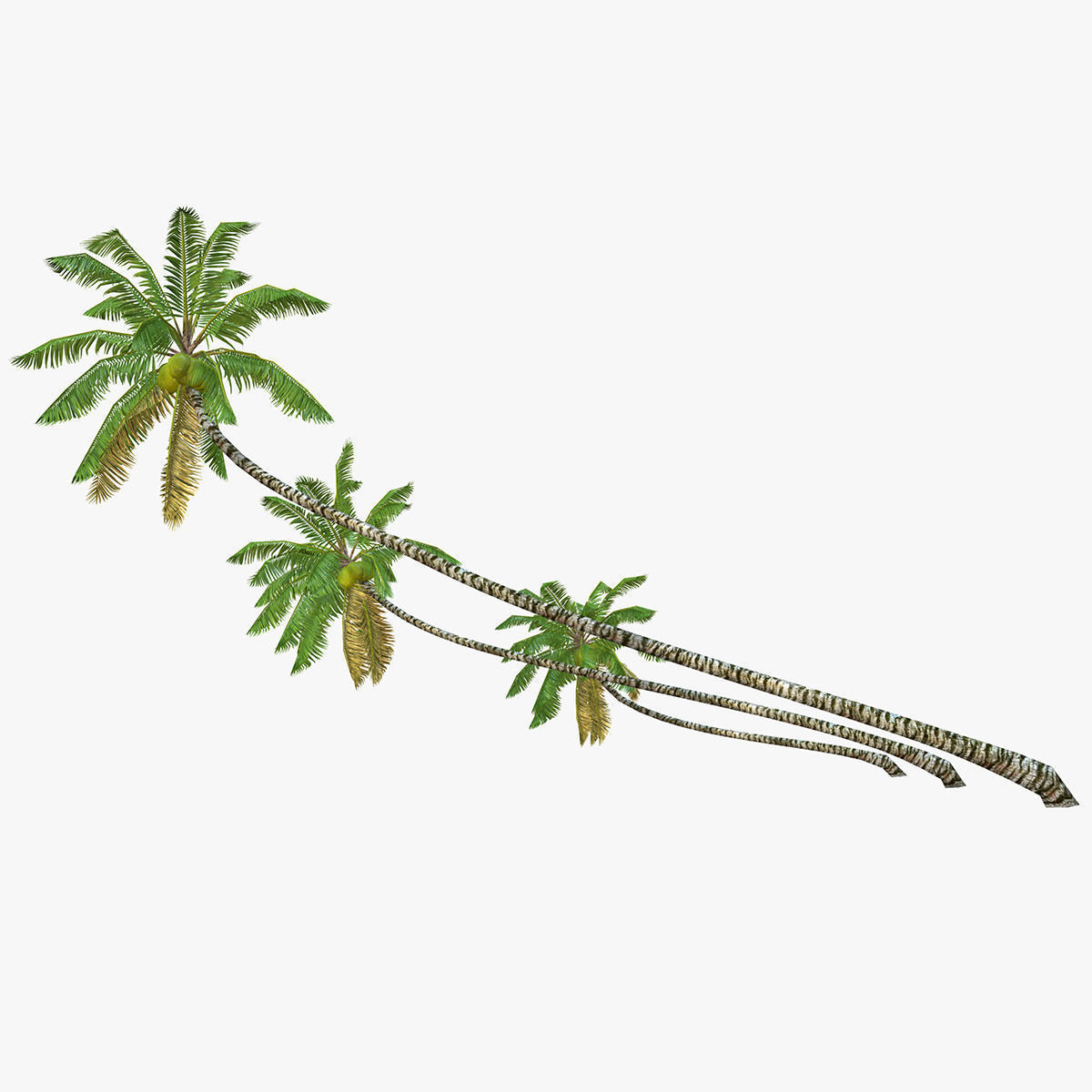 Coconut palm tree Collection - Low Poly Low-poly 3D model_6