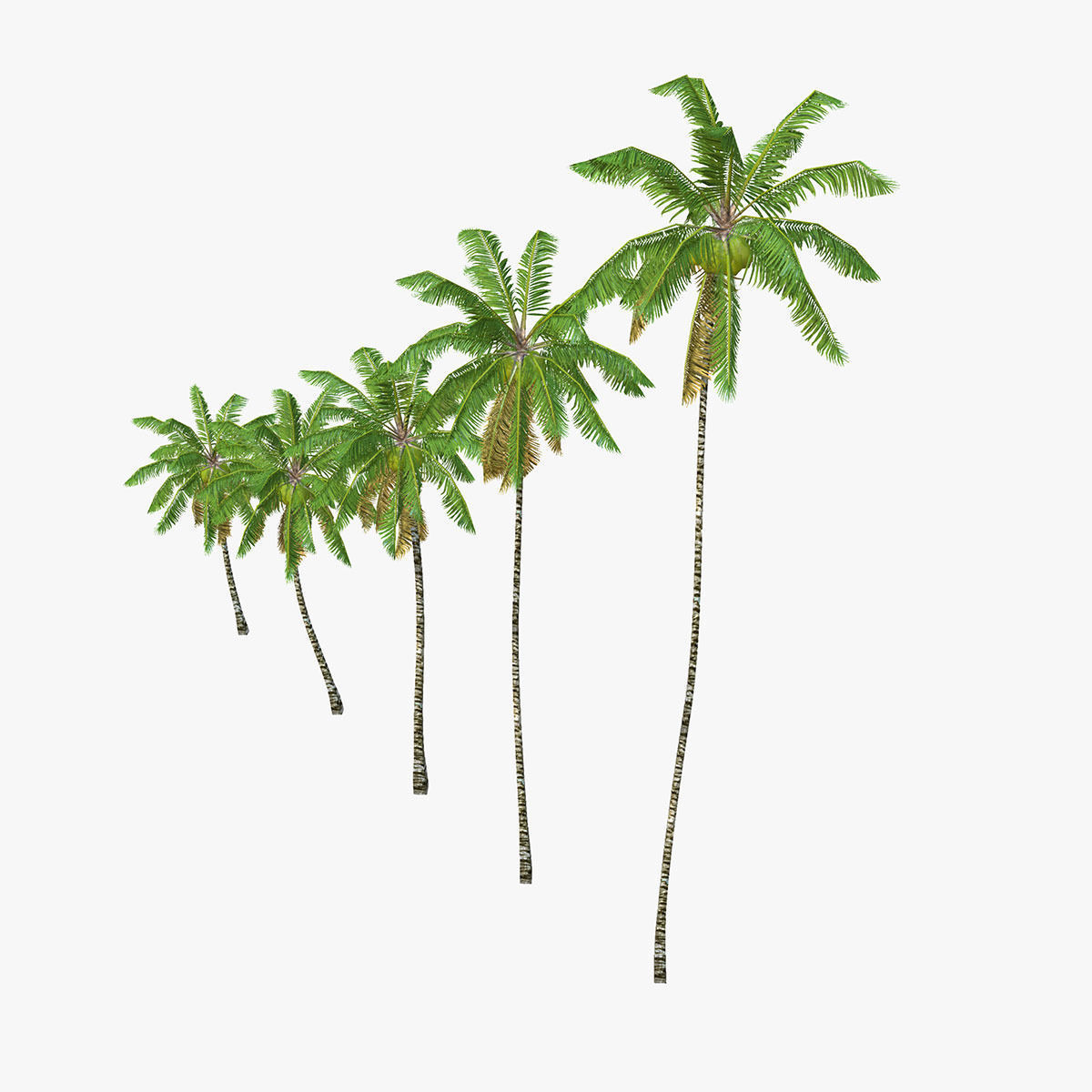 Coconut palm tree Collection - Low Poly Low-poly 3D model_9