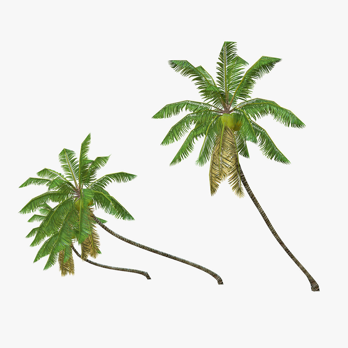 Coconut palm tree Collection - Low Poly Low-poly 3D model_7