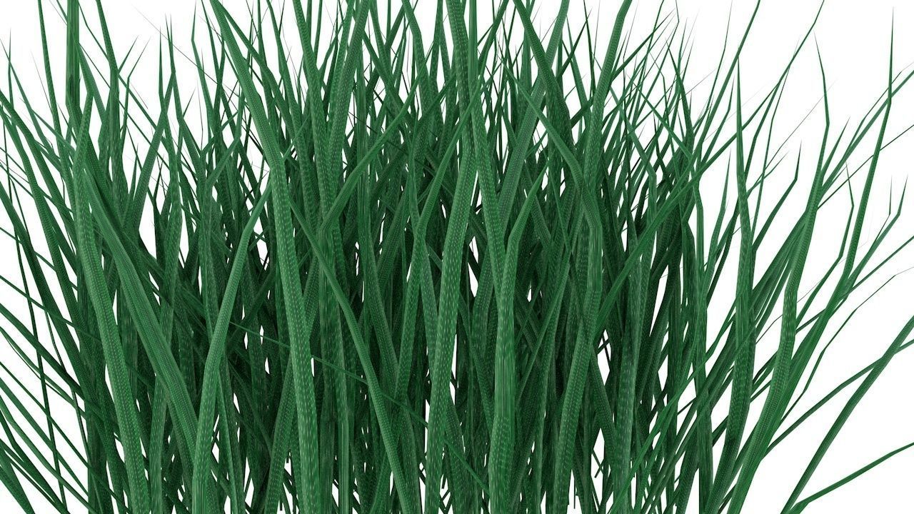 Real Grass Low-poly 3D model_1