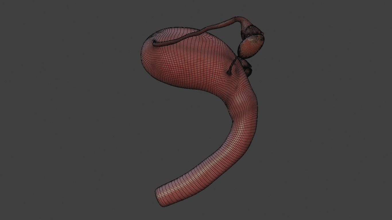 female reproductive system Low-poly 3D model_9