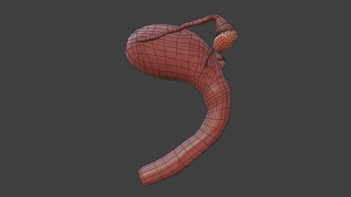 female reproductive system Low-poly 3D model_7