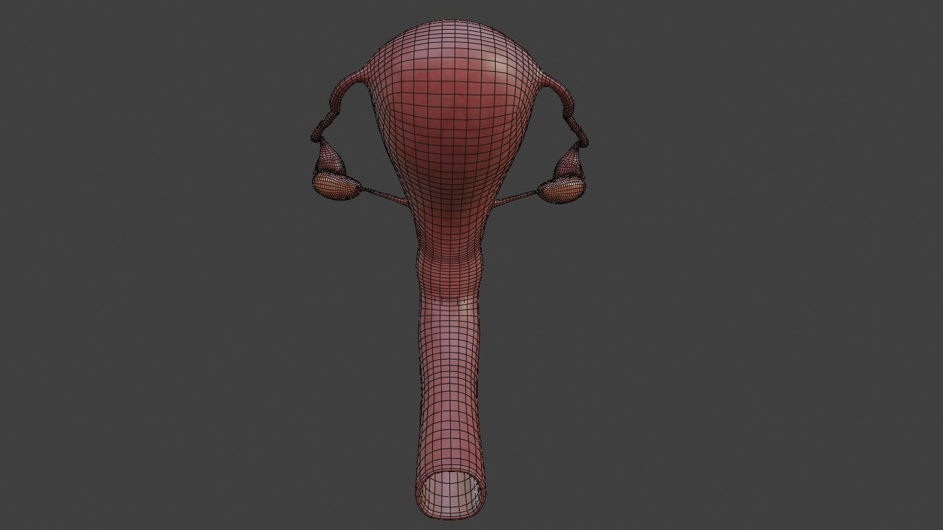 female reproductive system Low-poly 3D model_5
