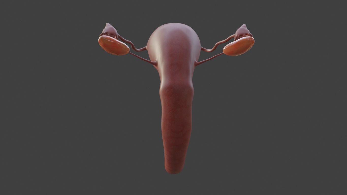 female reproductive system Low-poly 3D model_10