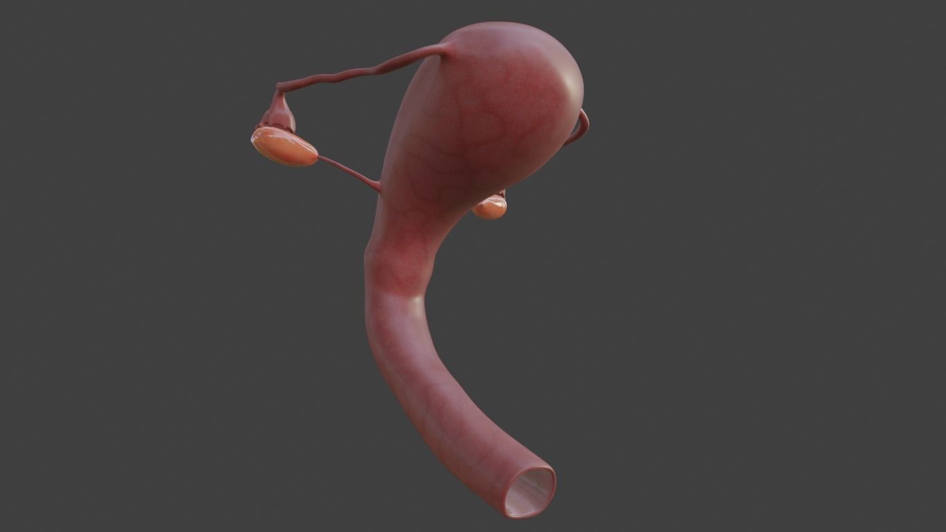 female reproductive system Low-poly 3D model_2