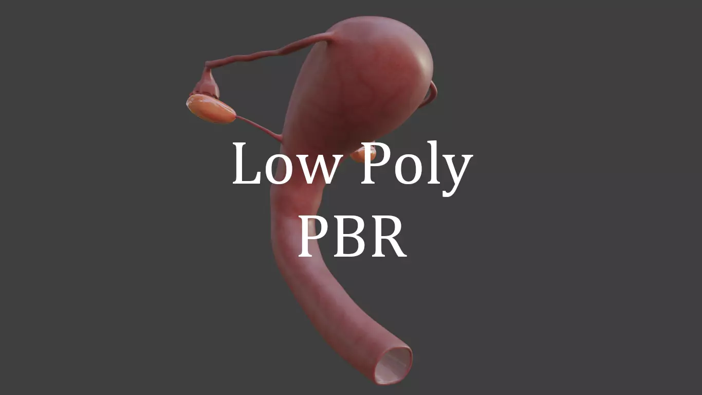 female reproductive system Low-poly 3D model_0