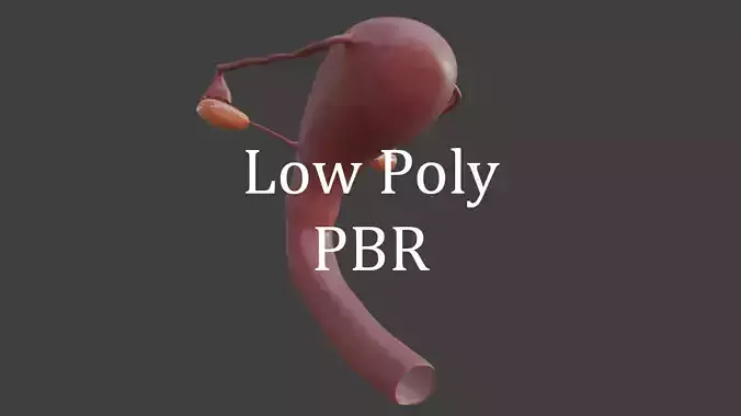 female reproductive system Low-poly 3D model female reproductive system Low-poly 3D model