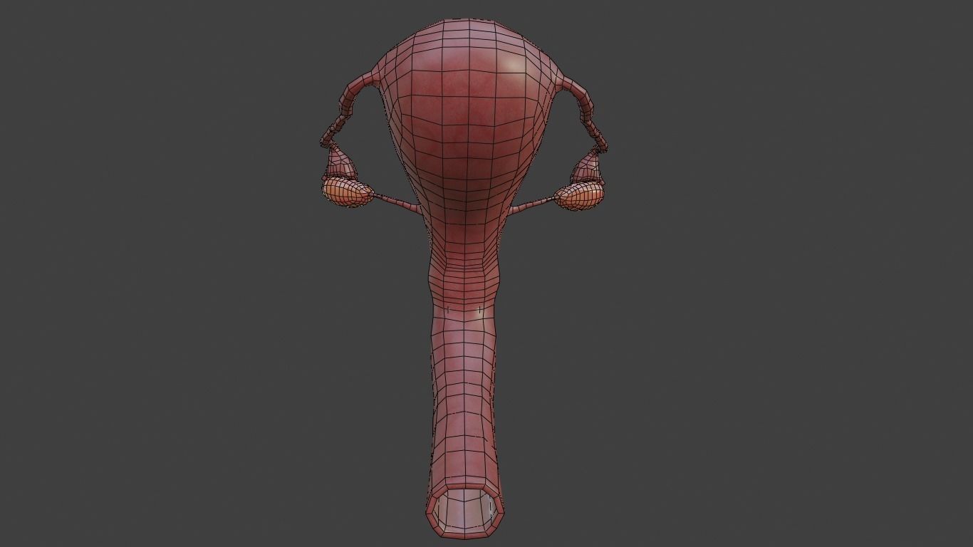 female reproductive system Low-poly 3D model_4