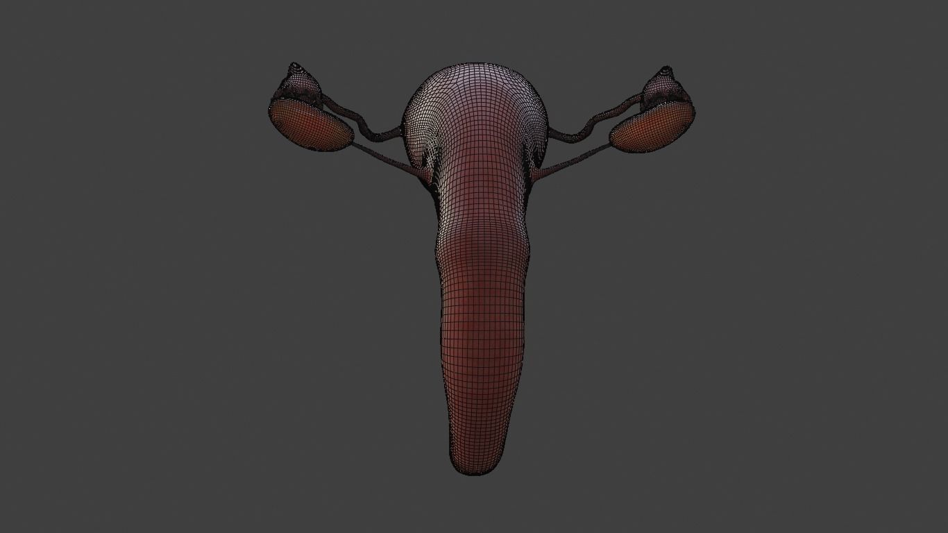 female reproductive system Low-poly 3D model_12