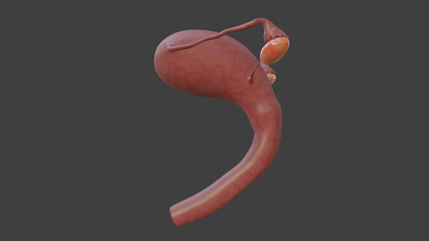 female reproductive system Low-poly 3D model_6