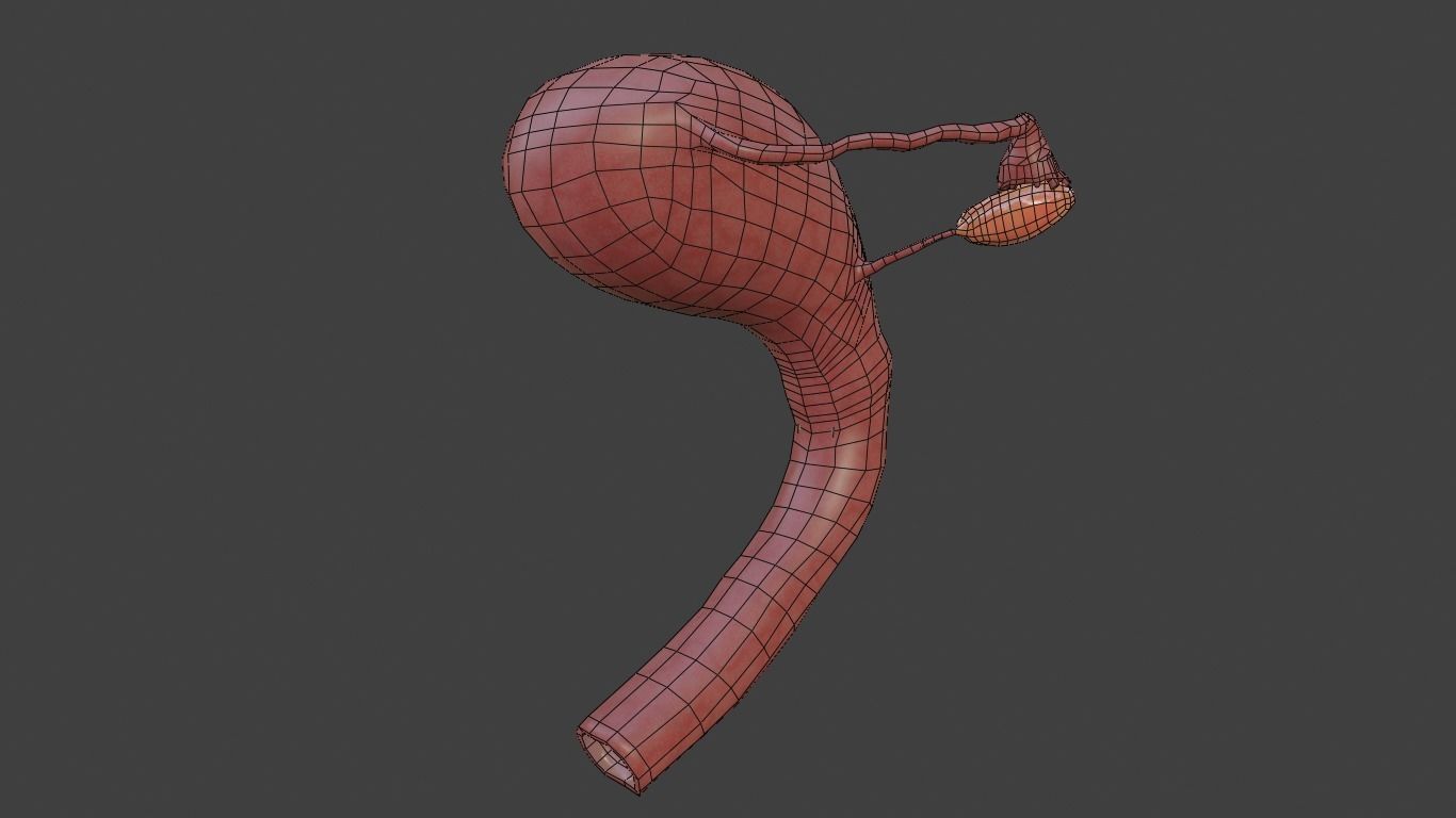female reproductive system Low-poly 3D model_14
