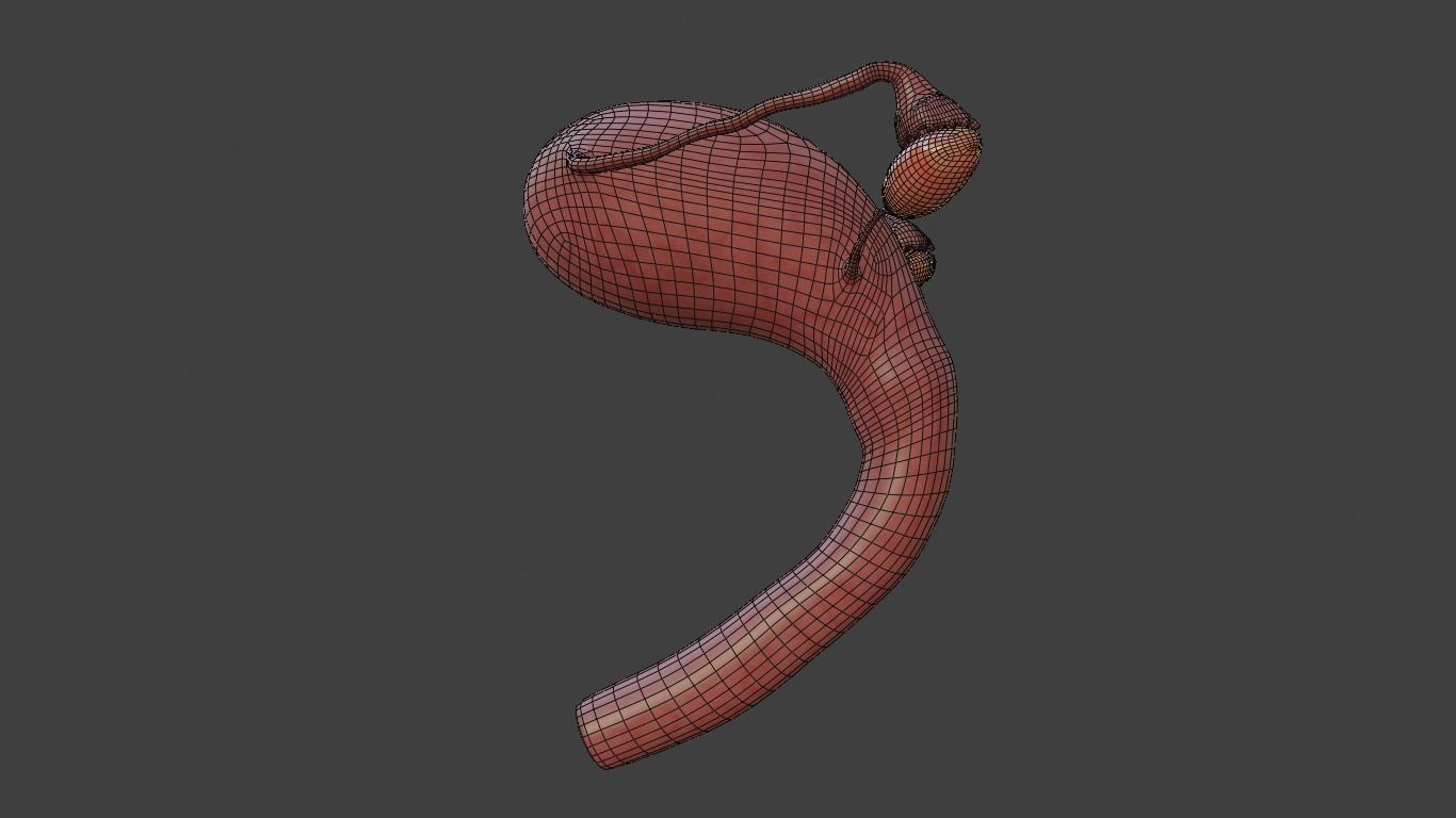 female reproductive system Low-poly 3D model_8