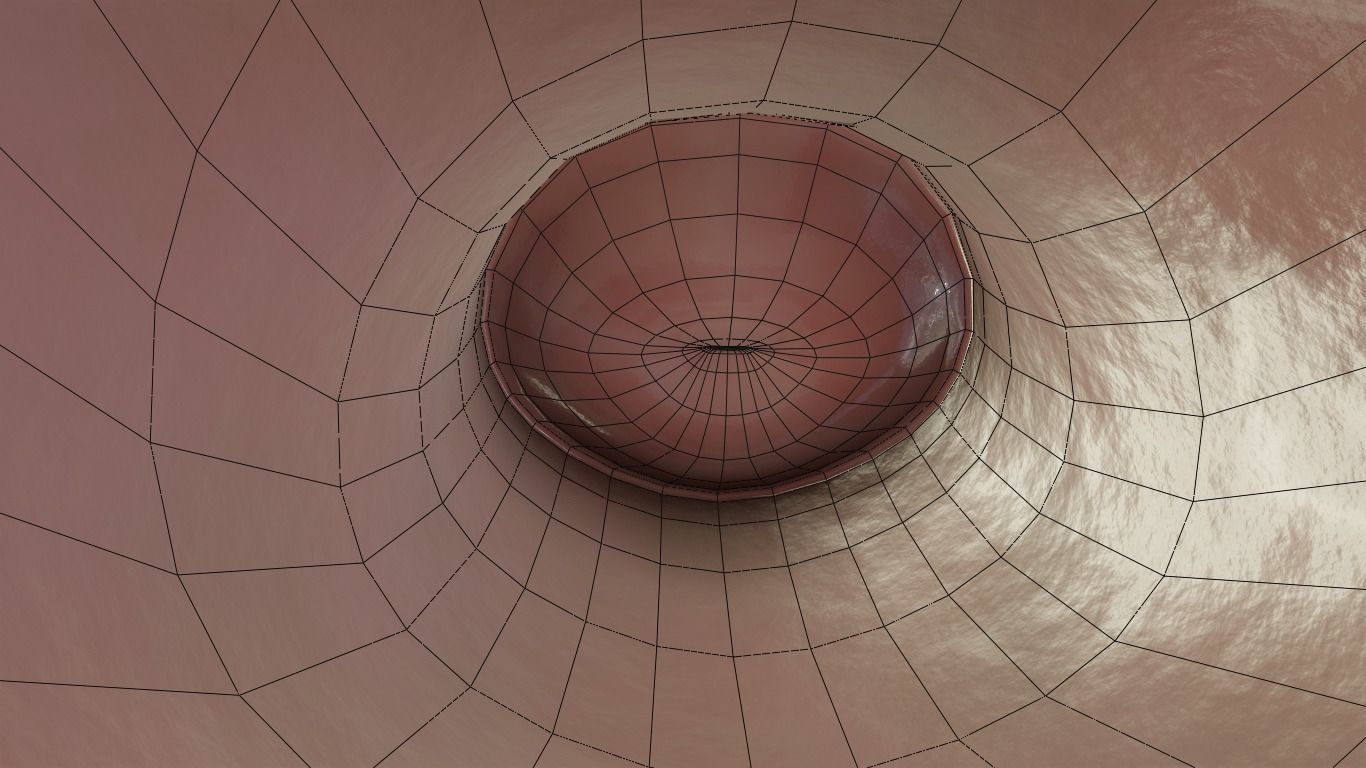 female reproductive system Low-poly 3D model_17