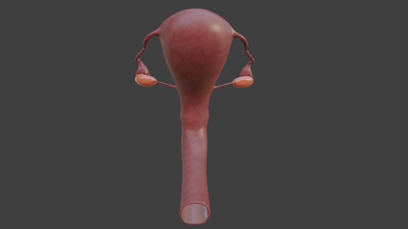 female reproductive system Low-poly 3D model_3