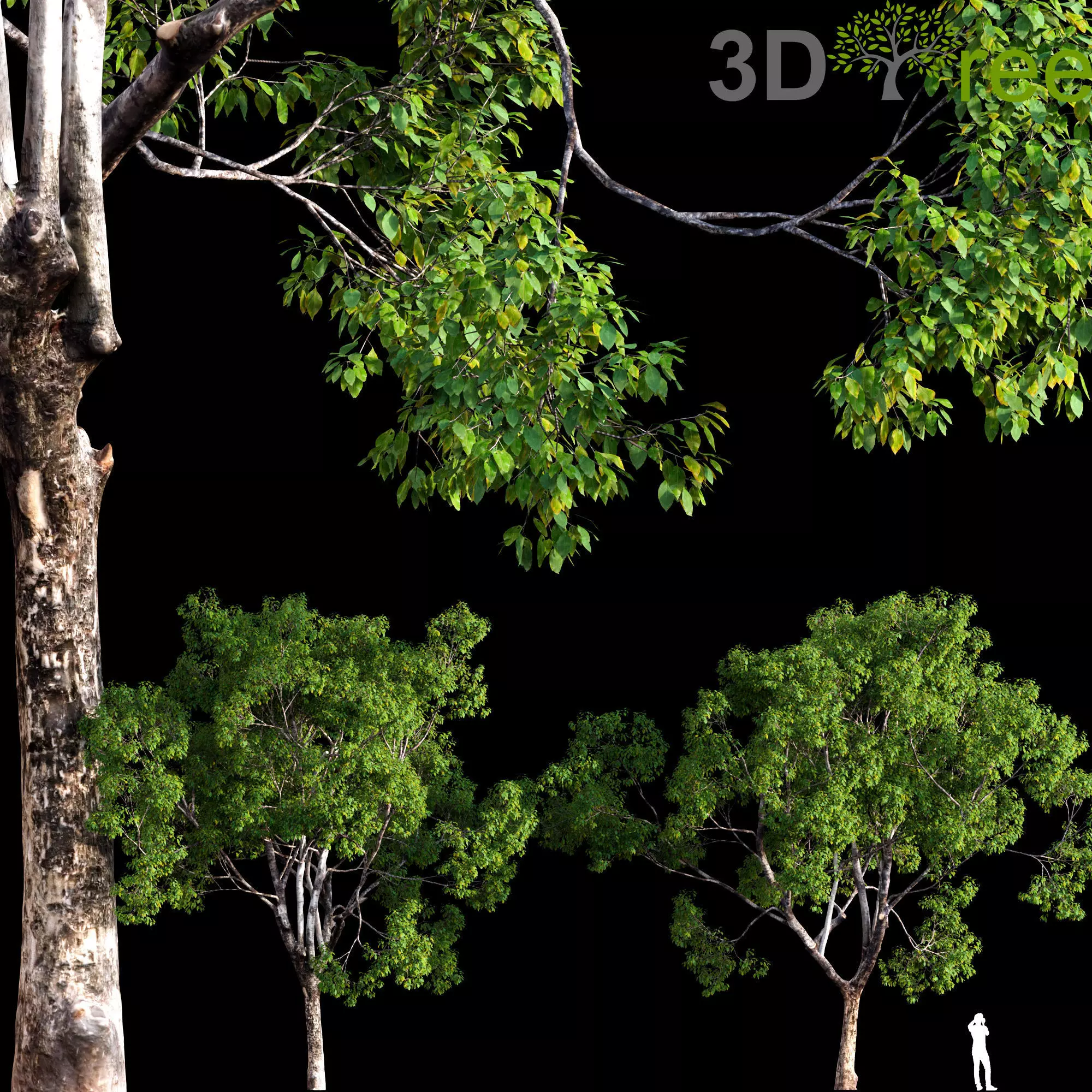 Cinnamomum camphora 01 Low-poly 3D model_0