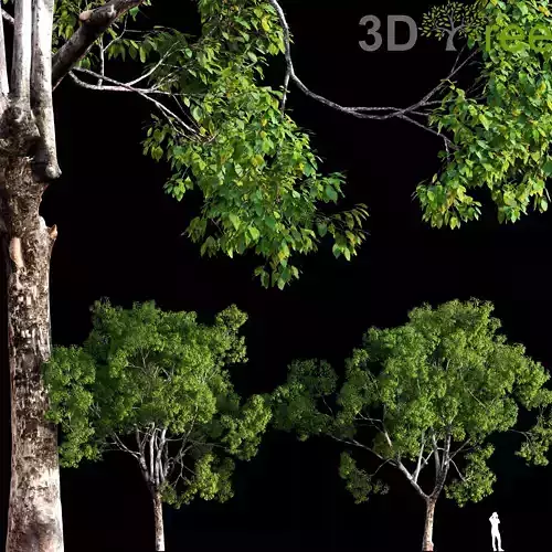 Cinnamomum camphora 01