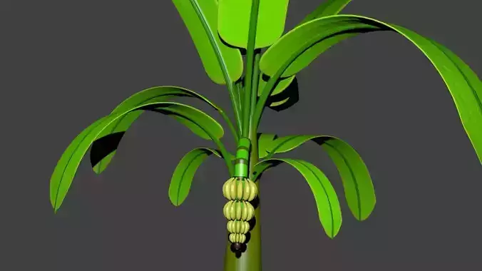 banana tree