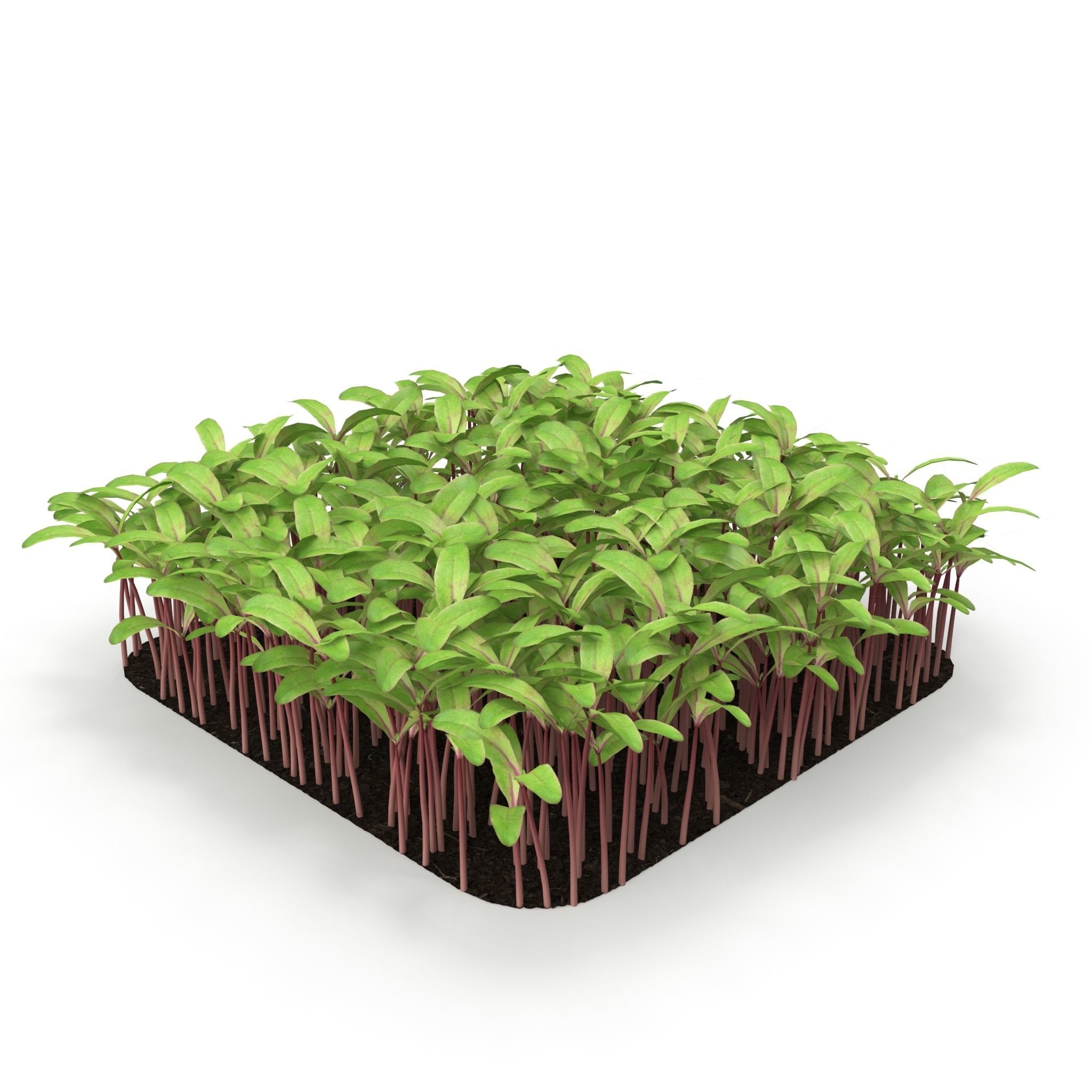 Beet bulls bloodl rect 3D model_5