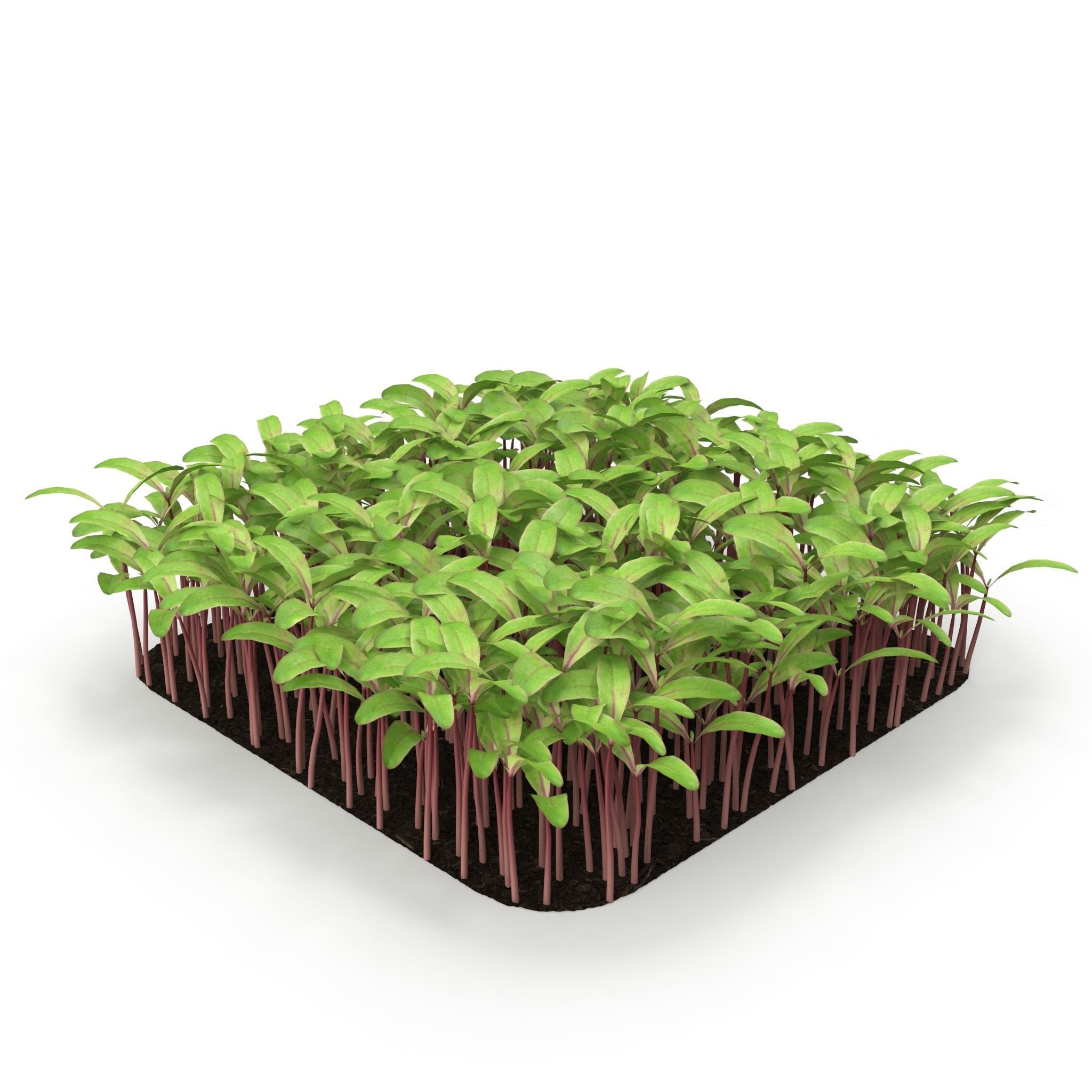 Beet bulls bloodl rect 3D model_4