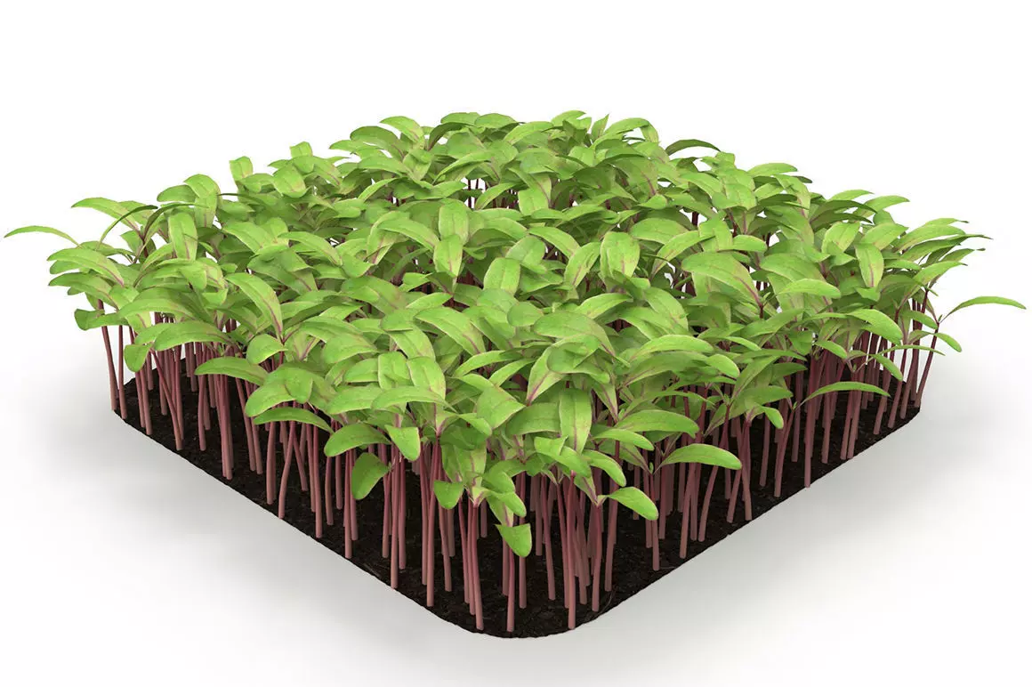 Beet bulls bloodl rect 3D model_0