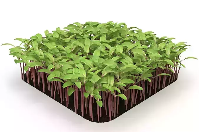 Beet bulls bloodl rect