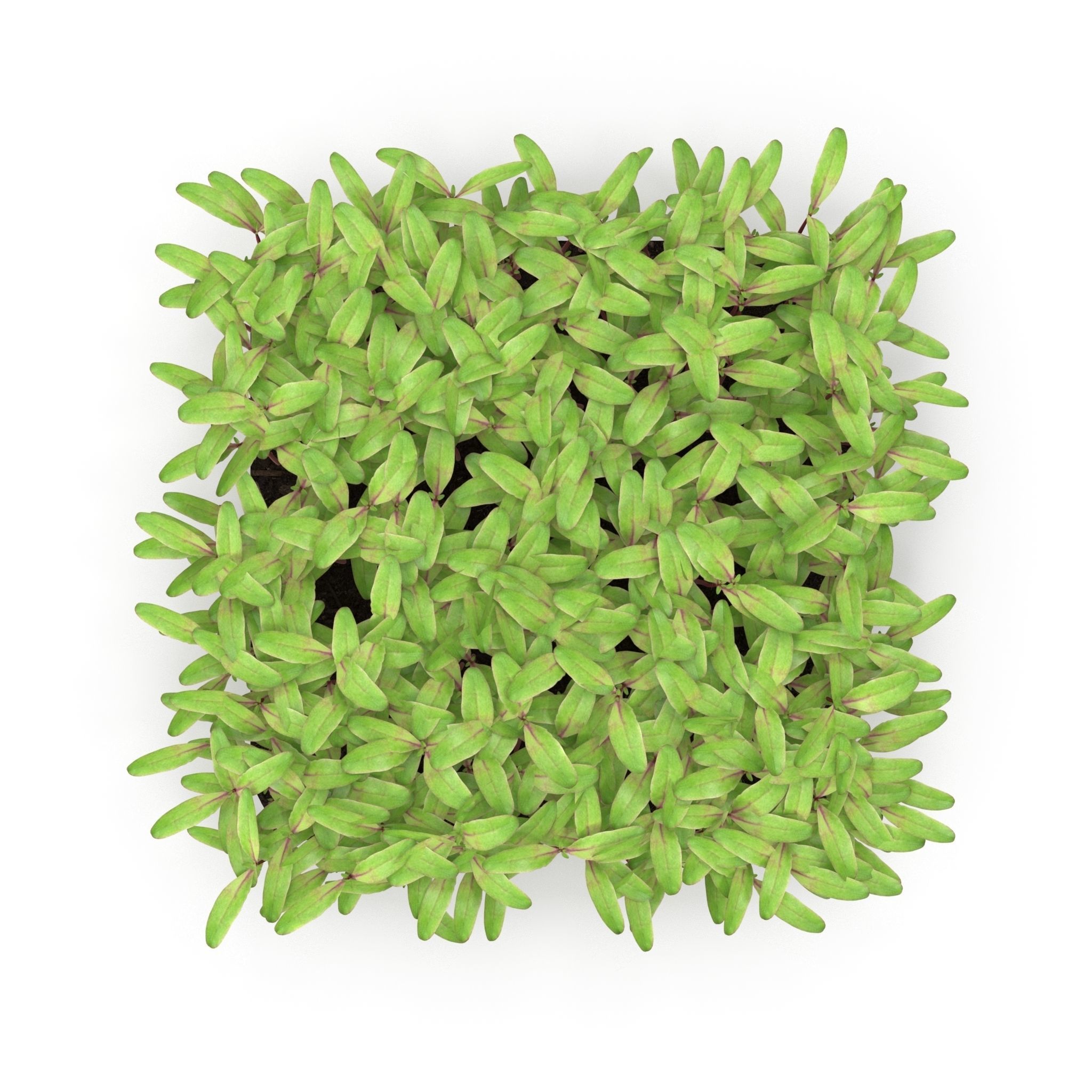 Beet bulls bloodl rect 3D model_1