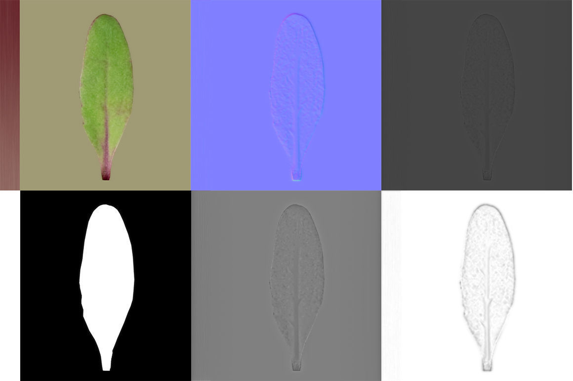 Beet bulls bloodl rect 3D model_3