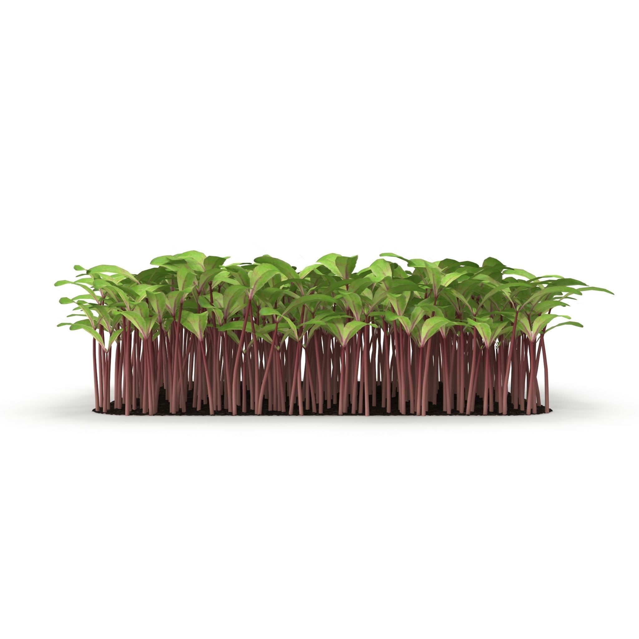 Beet bulls bloodl rect 3D model_7