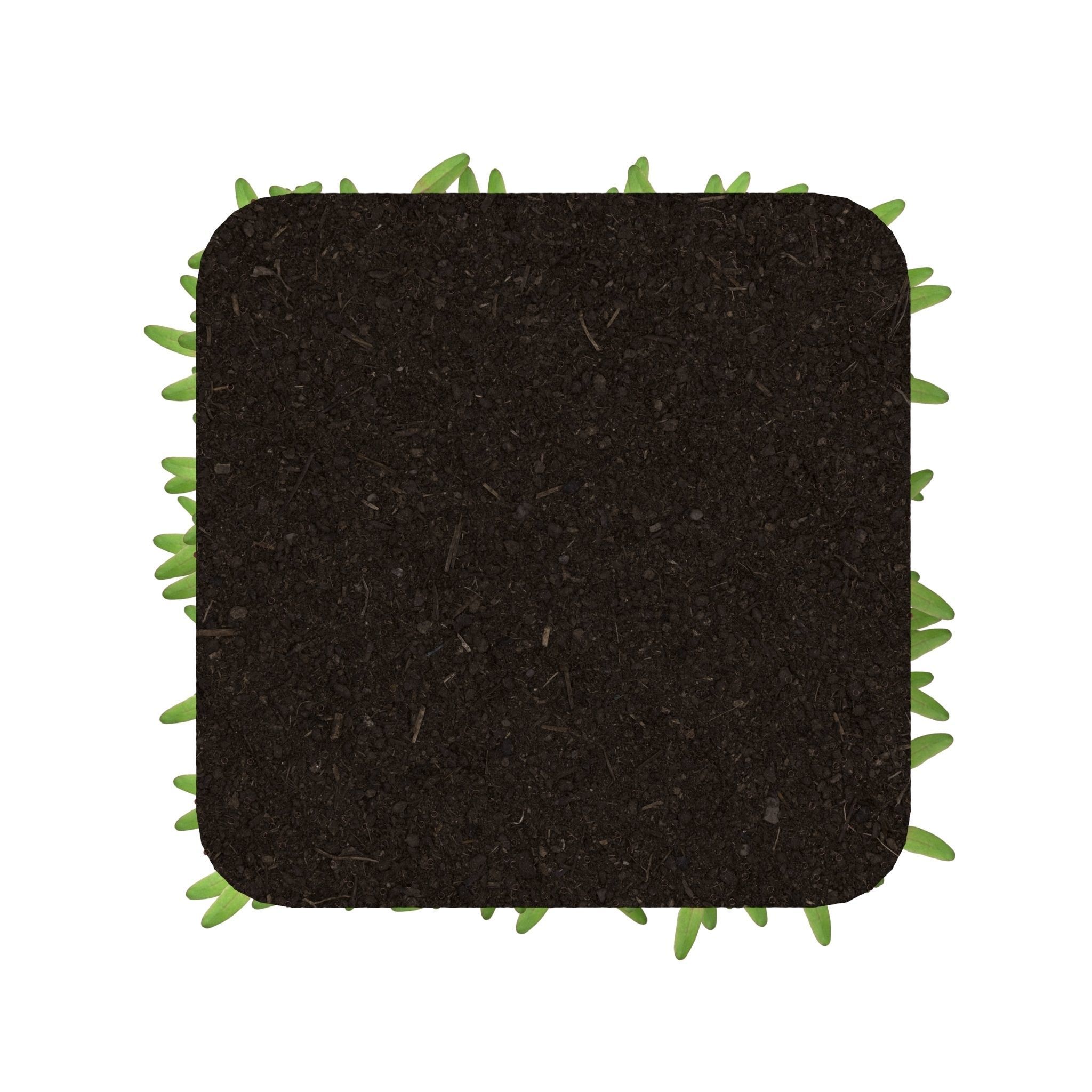 Beet bulls bloodl rect 3D model_10