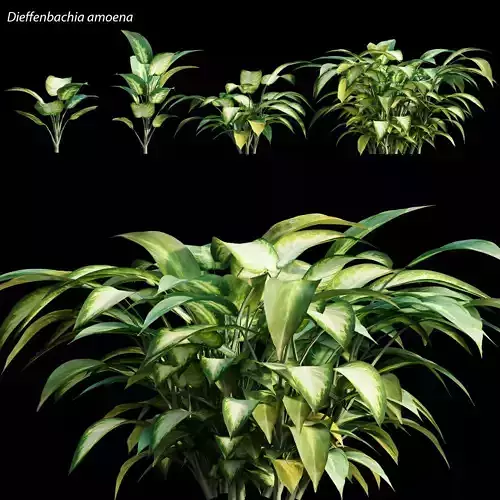 Dieffenbachia amoena