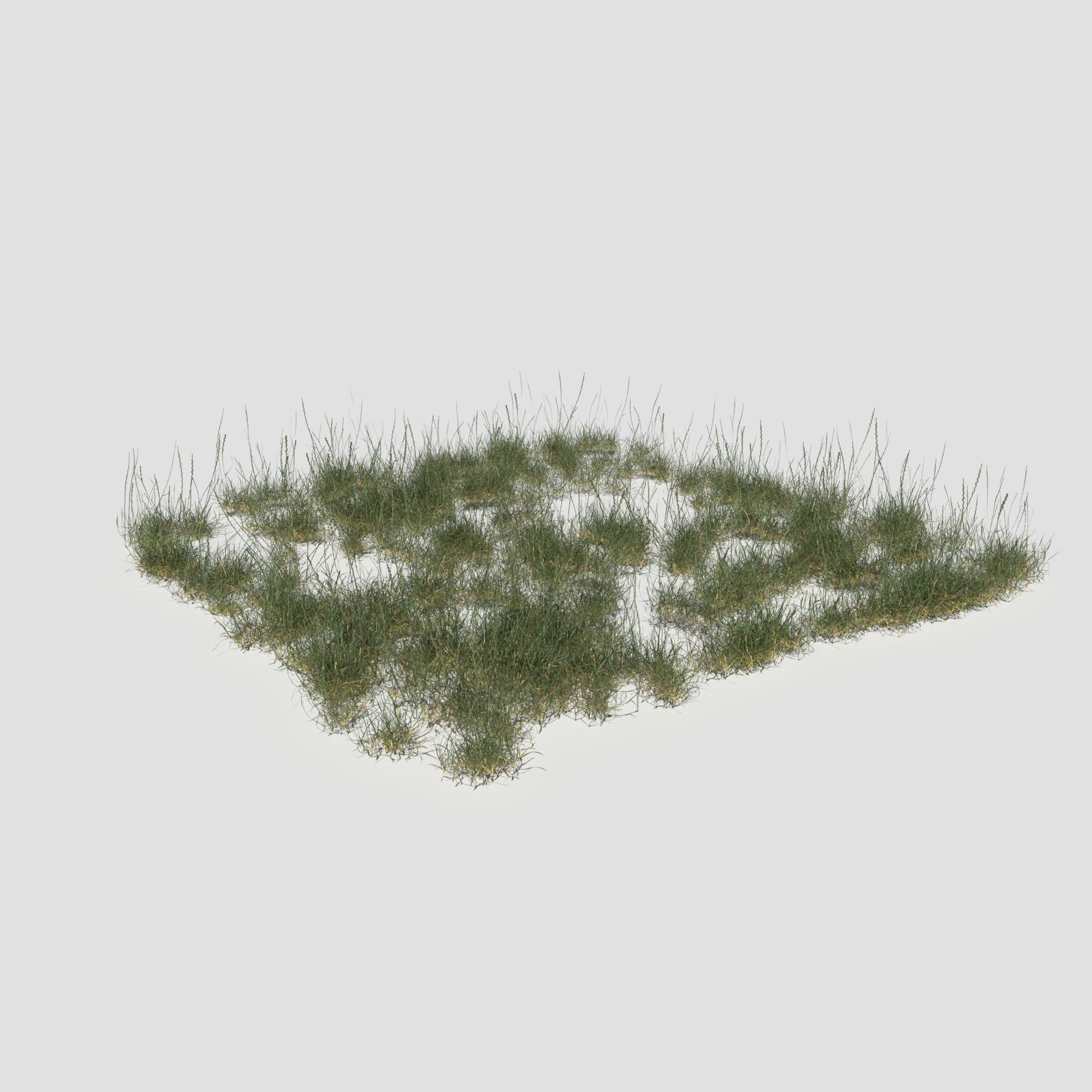Creeping Buttercup Flower Meadow Patch 3D model_18
